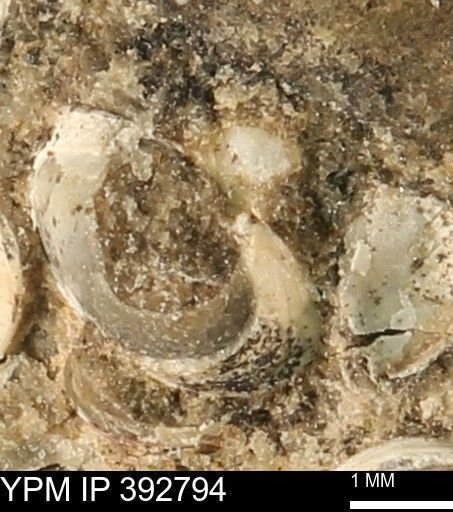 undet. Bivalvia