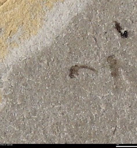 undet. Insecta