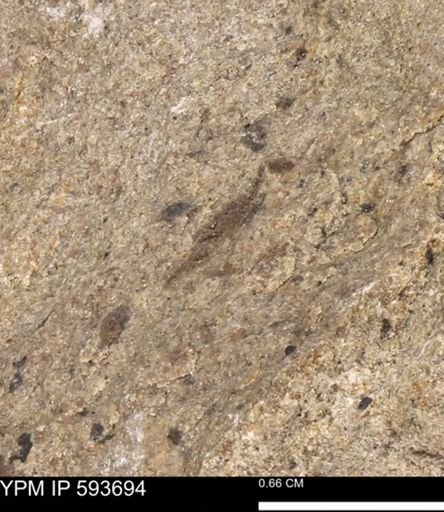 Baculites sp.
