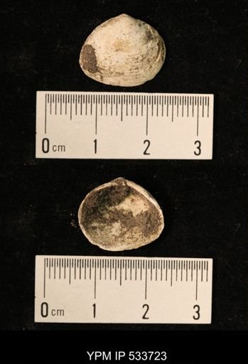 Macoma sp.