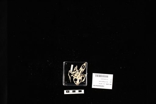 Leptobrachium liui