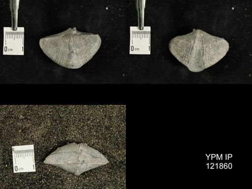 Mediospirifer medialis