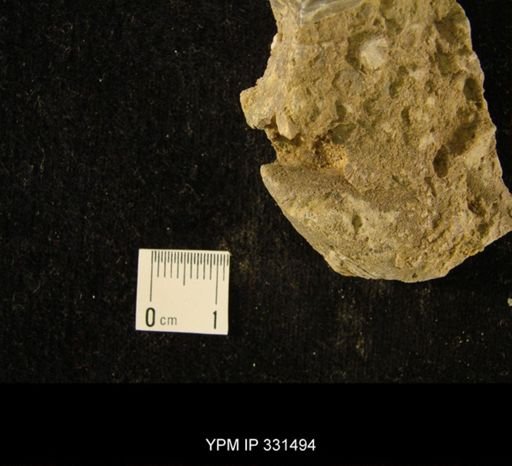 Ambonychia sp.