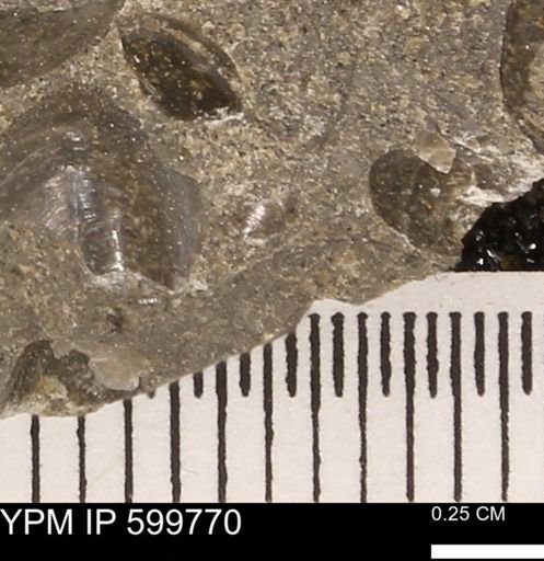 Protocardia subquadrata