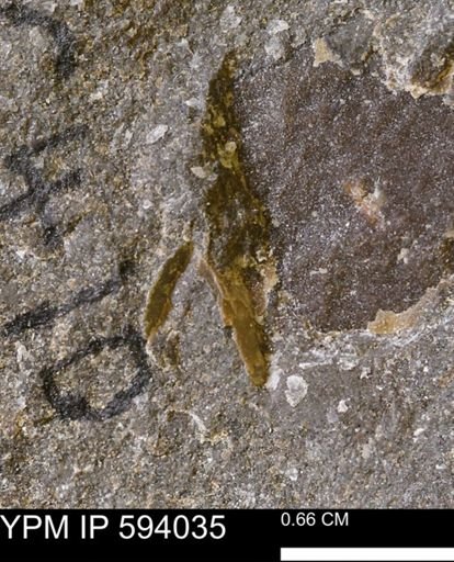 undet. Mollusca