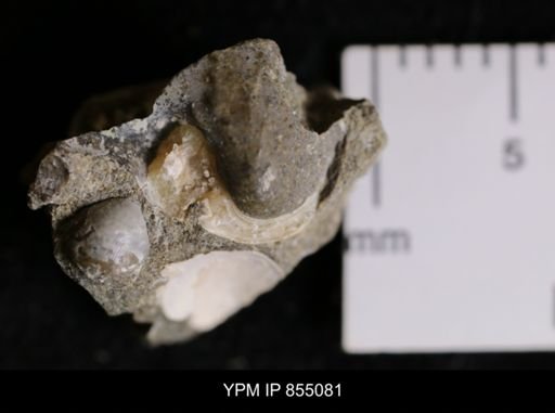 undet. Bivalvia