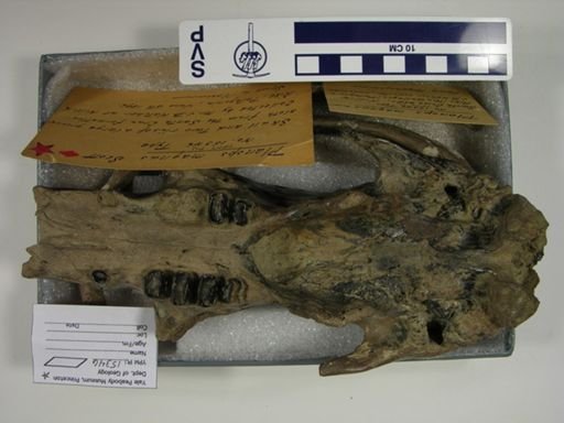 Planops magnus