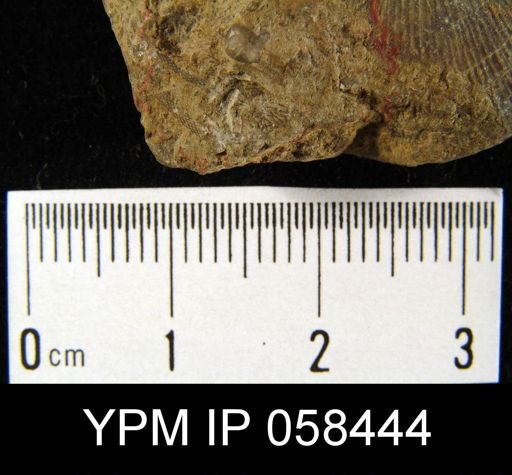 Crania agaricina