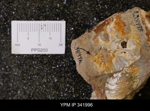 undet. Scaphitidae