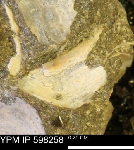 Limopsis striatopunctatus