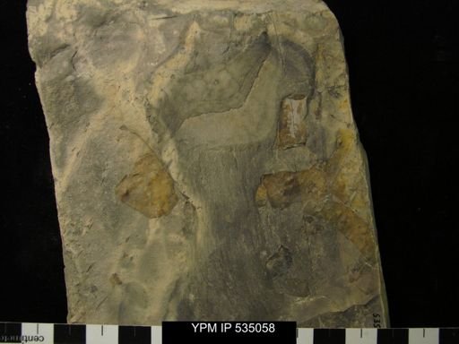 undet. Eurypterida