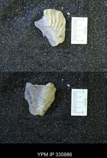 undet. Collignoniceratidae