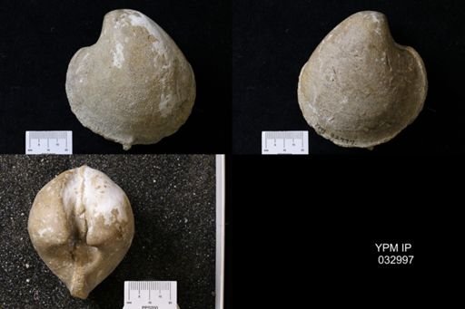Mercenaria sp.