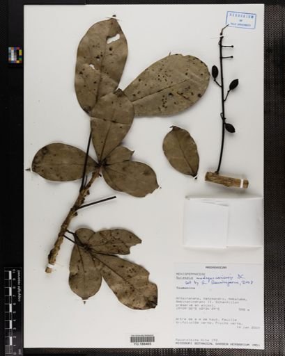 Plantae
