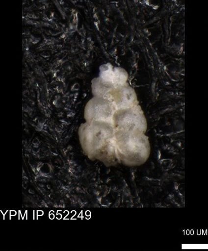 undet. Heterohelicidae