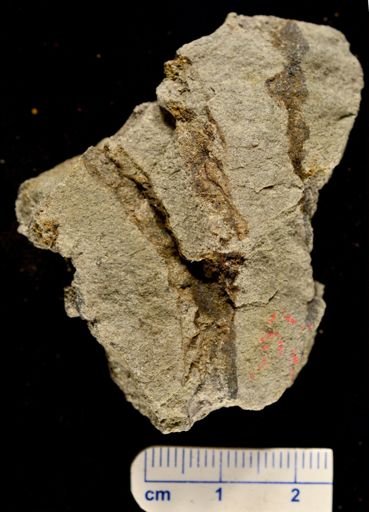 Eospermatopteris erianus