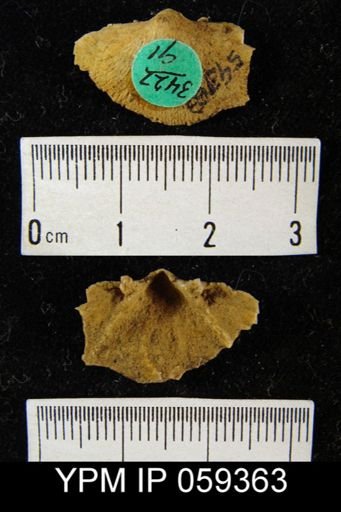 Rhipidomella oblata