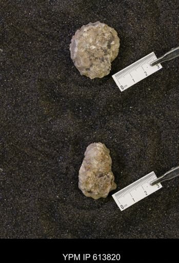 Neogastroplites sp.