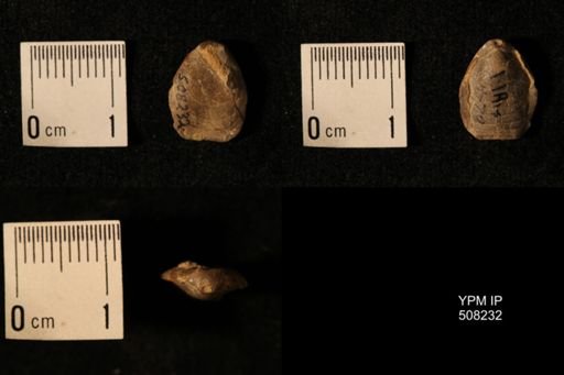 Dielasma aff. prolongatum