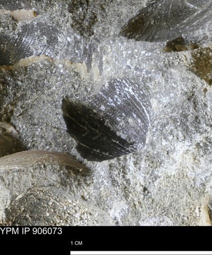 Limopsis striatopunctatus