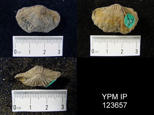 Trematospira perforata atlantica