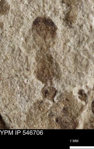 undet. Hymenoptera