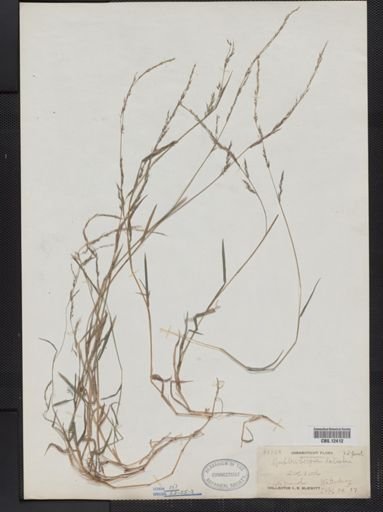 Muhlenbergia schreberi