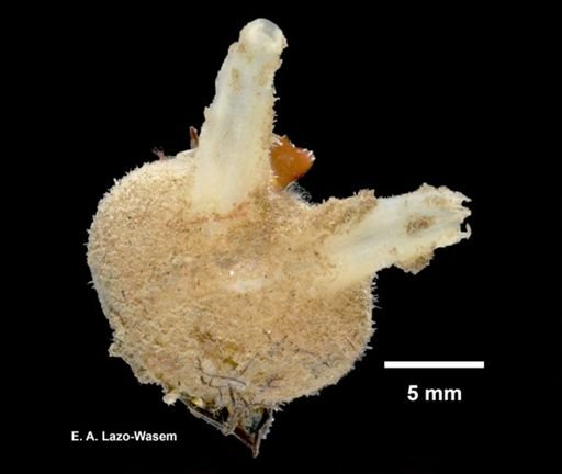 Molgula manhattensis