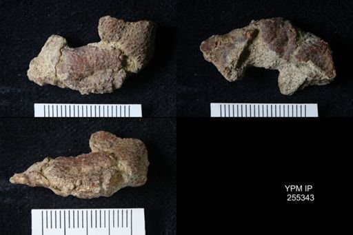 Pacifastacus chenoderma