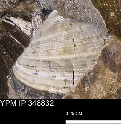 Limopsis striatopunctatus