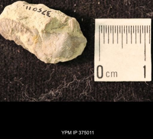 Chonetina flemingi var. alata