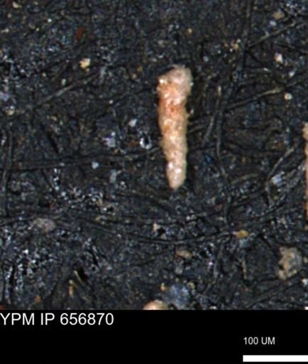 Verneuilinoides kansasensis