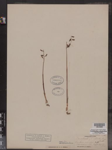 Corallorhiza odontorhiza