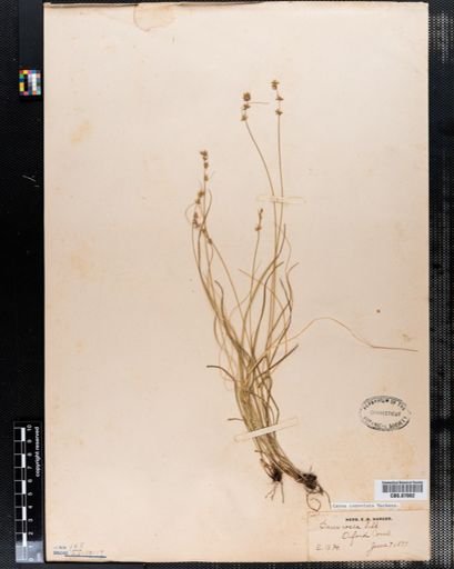 Carex rosea