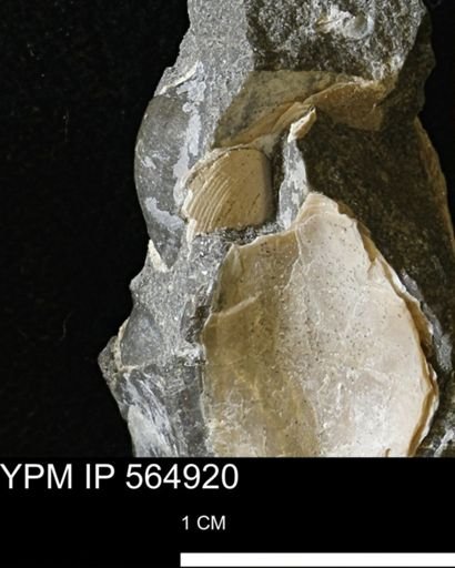Limopsis sp.