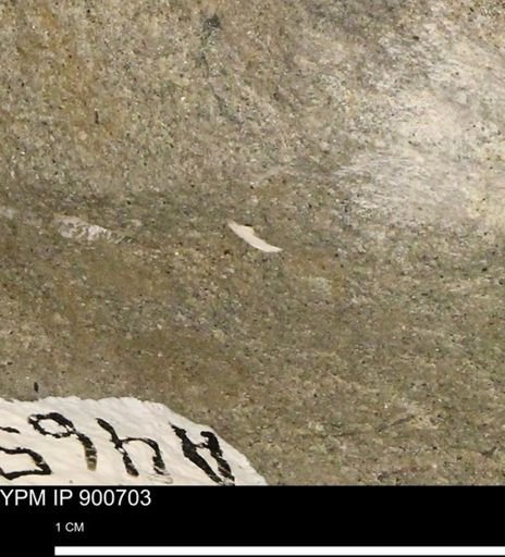 Protocardia subquadrata