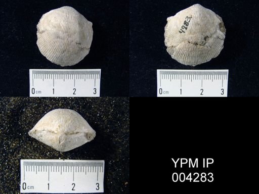 Desquamatia sp.
