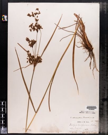 Scirpus atrocinctus