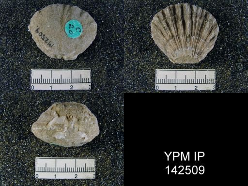 Streptorhynchus pectiniformis
