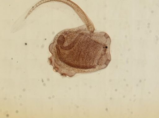 Ecteinascidia turbinata
