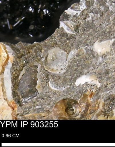 undet. Bivalvia