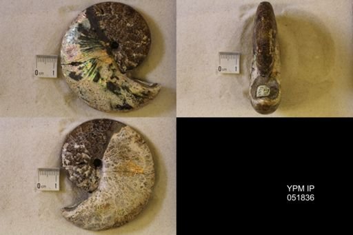 Hoploscaphites nicolletii