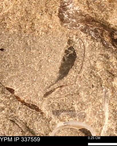 Ostrea?