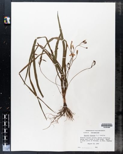 Hypoxis hirsuta