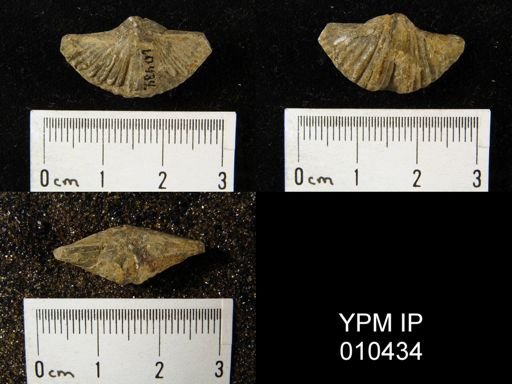 Brachythyrina strangwaysi