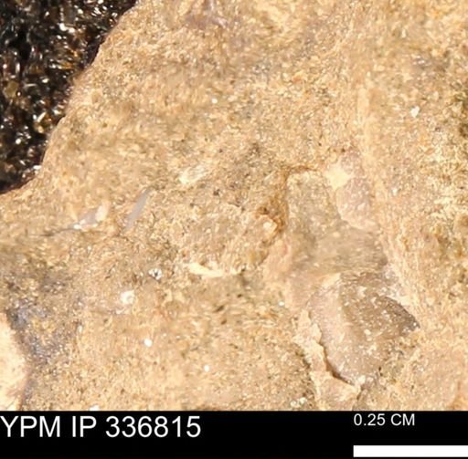 undet. Mollusca