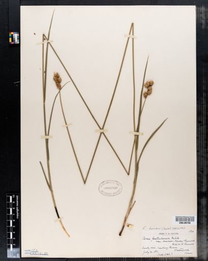 Carex brevior
