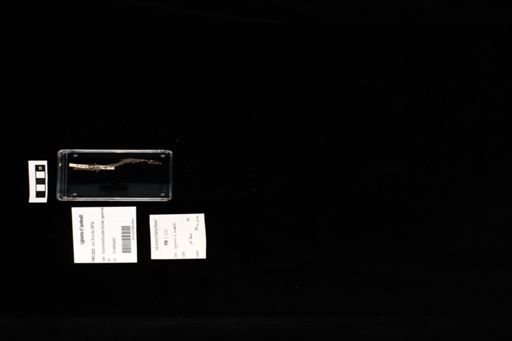 Lygosoma cf. sundevalli