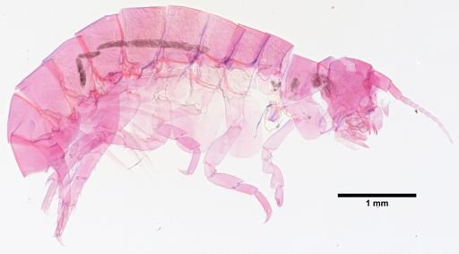 Hyalella