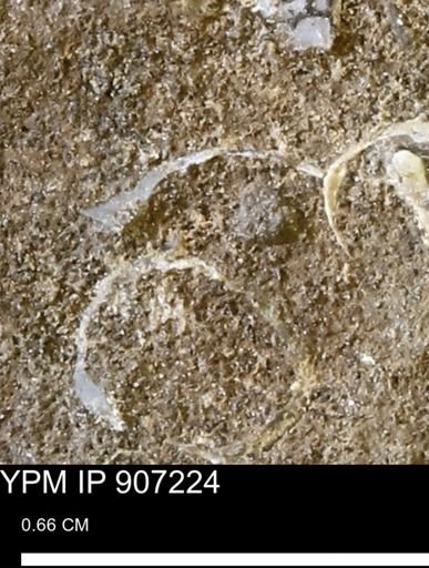 undet. Bivalvia